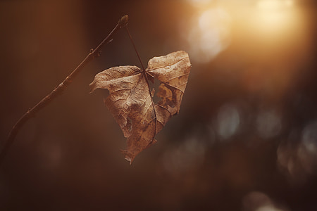 closeup photography of brown dried leaf thumbnail