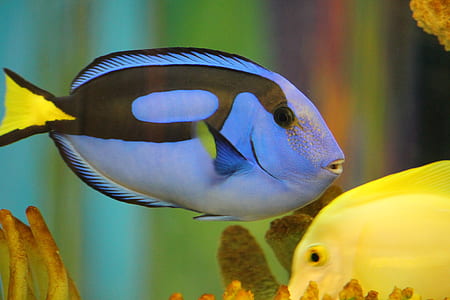selective focus photography of blue tang thumbnail