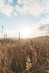 wheat field photo during daytime thumbnail