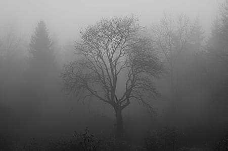 fogged bare tree thumbnail