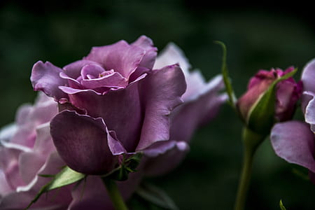 selective focus photography of purple petaled flowers thumbnail