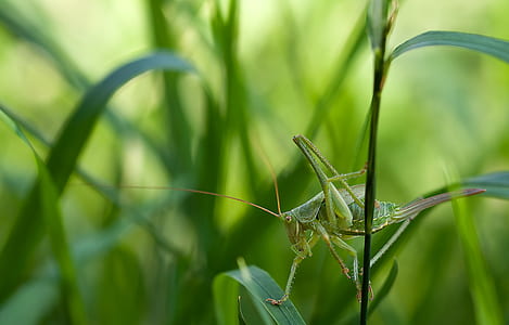 green grasshopper perched on green leaf thumbnail
