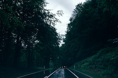 Country road in a forest thumbnail