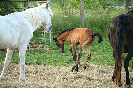 brown and black horse on brown hay thumbnail
