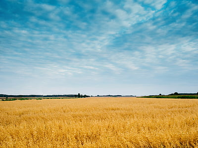 brown rice wheath field under blue sky thumbnail