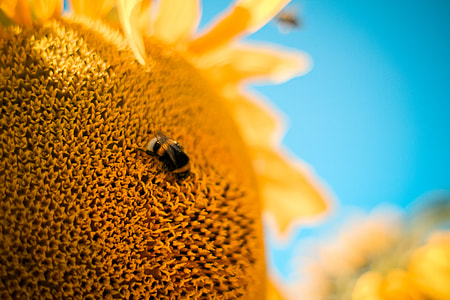 Bumble-Bee on the Sunflower thumbnail