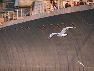 two white seagulls flying thumbnail