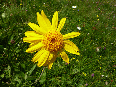 Arnica, Markstein Flowers thumbnail