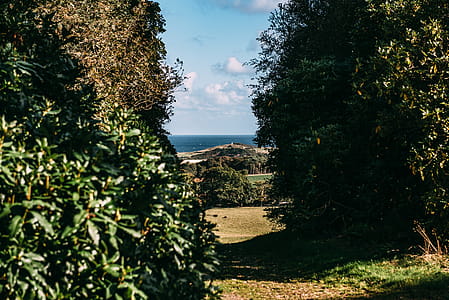 Photo of the Ocean in between Green Bushes thumbnail