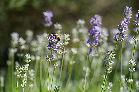 depth of field photography of bumble bee collecting nector on purple petaled flower thumbnail
