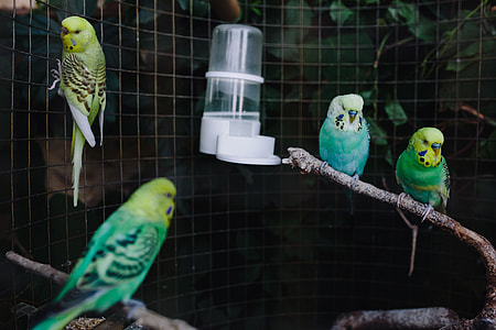 Cute colorful budgies in cage thumbnail