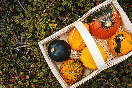 Autumn pumpkins in box on garden. Top view. thumbnail