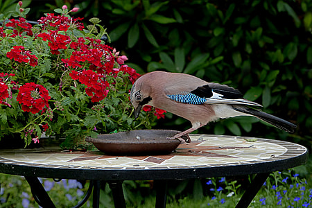 brown bird feeding in bowl photography thumbnail