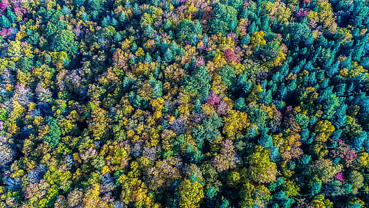 aerial photography of forest during daytime thumbnail
