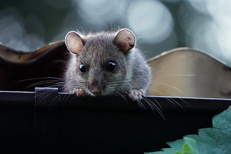 selective focus photography of gray mouse on platform thumbnail