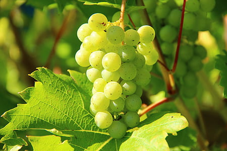 photography of green grape bunch thumbnail