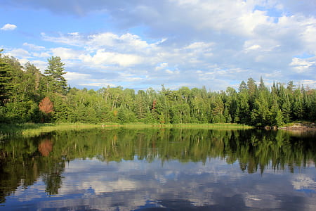 green leafed trees near body of water thumbnail