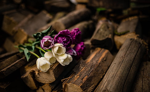 close-up photography of white tulip flowers on firewood thumbnail
