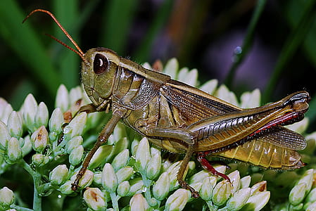 Green Grasshopper thumbnail