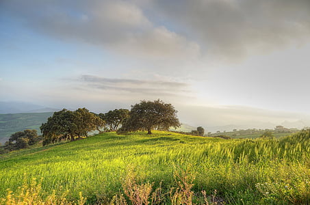grass field during daytime thumbnail
