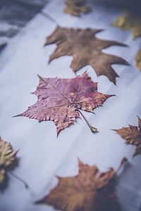 maroon and brown maple leaf thumbnail