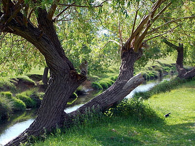 landscape, nature, trunks, water thumbnail