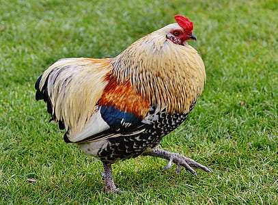brown and black chicken thumbnail