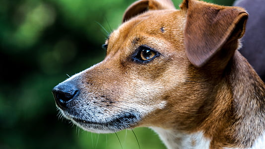 focus photography of brown and white dog during daytime thumbnail