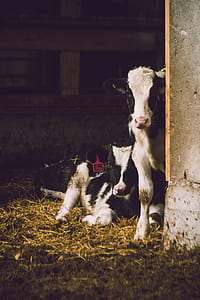 Two White-and-black Cows Inside Shed thumbnail