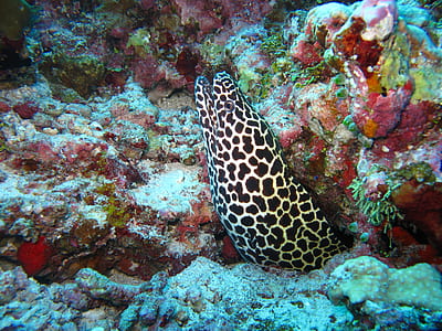 black and white fish thumbnail