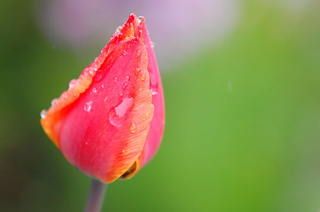 selective focus photography of red petaled flower thumbnail
