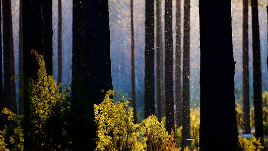 yellow plant in the forest thumbnail