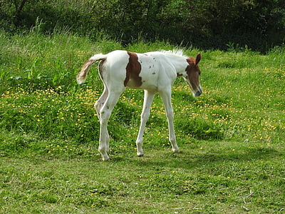 white and brown horse on grass awn thumbnail