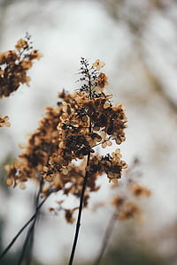 brown petaled flower thumbnail