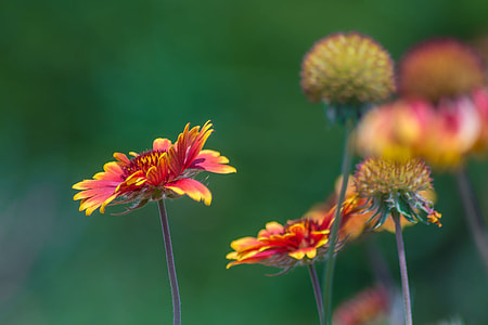 selective focus photography of red petaled flower thumbnail