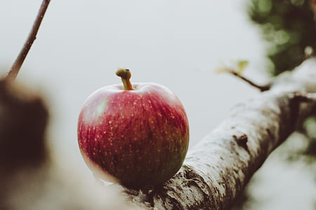 ripe apple thumbnail