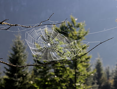 closeup photography spider web on tree branches in front of trees during daytime thumbnail