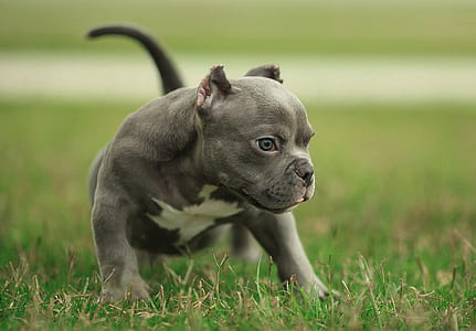 gray puppy walking on grass thumbnail