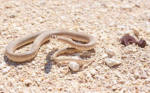 snake on rocks thumbnail