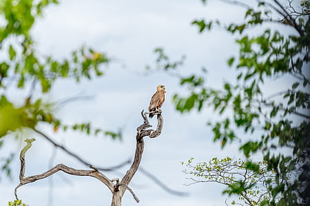 bird perching on twig at daytime thumbnail