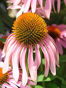 pink and orange flowers thumbnail