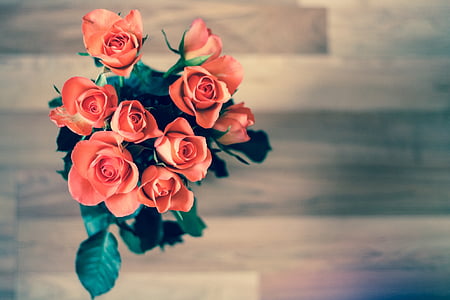 selective focus photograph of pink roses thumbnail