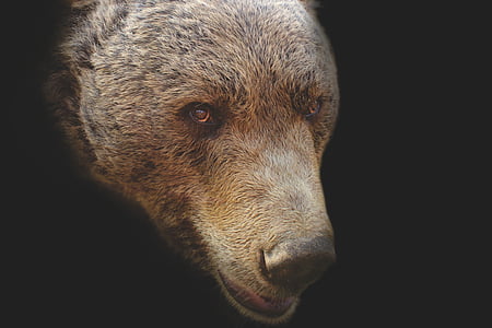 brown bear thumbnail