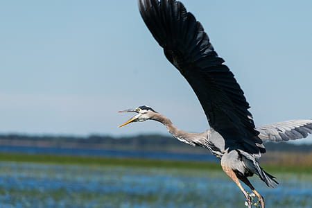 Gray and Brown Bird Flying thumbnail