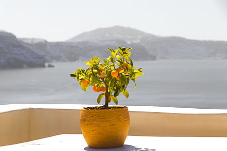 green leafed plant on pot overlooking cliffs thumbnail