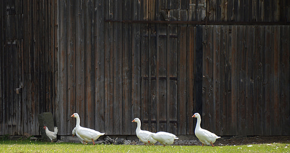 four white ducks walking beside brown wooden wall thumbnail