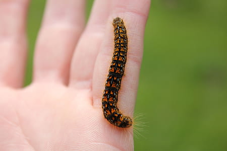 black and orange caterpillar on human finger thumbnail