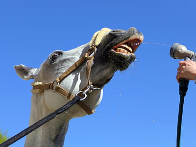 person pointed the gray hose nozzle on horse mouth thumbnail