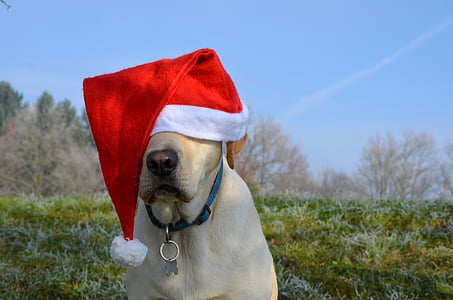 Aesthetic Christmas Dog Pictures