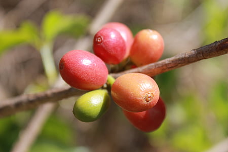 pink fruits hanging on tree thumbnail